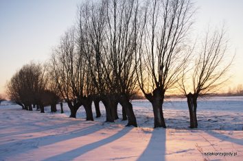 Zimowe popołudnie w okolicy Topolna
