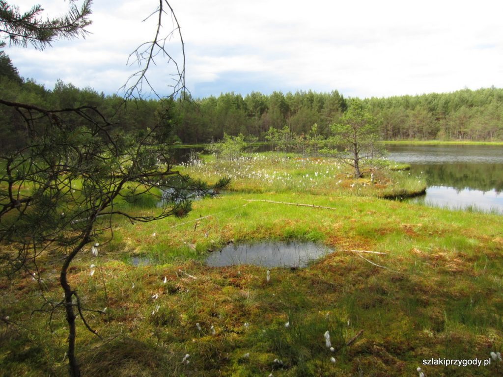 Rezerwat Jeziorka Kozie