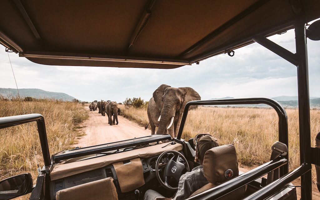 Safari w Tanzanii – czy warto je odwiedzić?