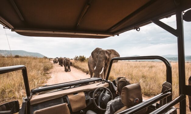 Safari w Tanzanii – czy warto je odwiedzić?