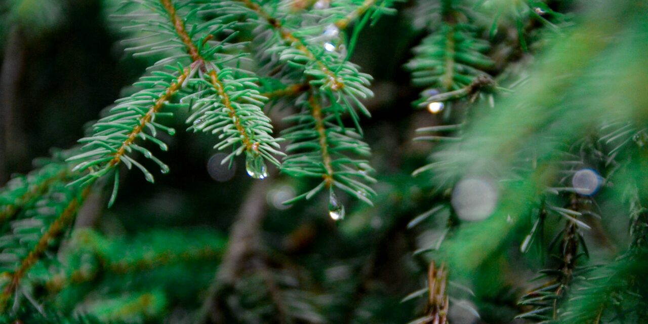 Ekoturystyka w praktyce: Jak odpoczywać zgodnie z naturą?