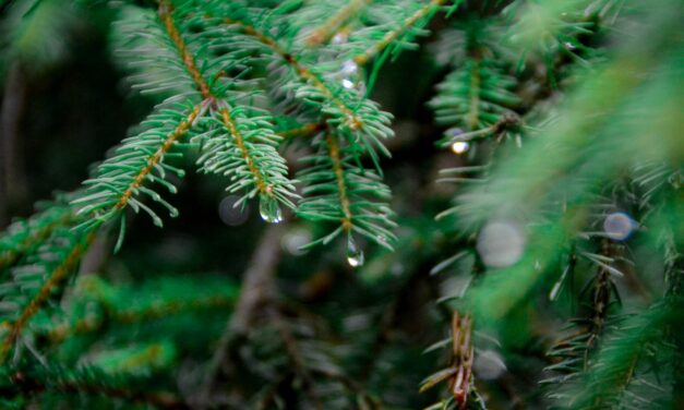 Ekoturystyka w praktyce: Jak odpoczywać zgodnie z naturą?