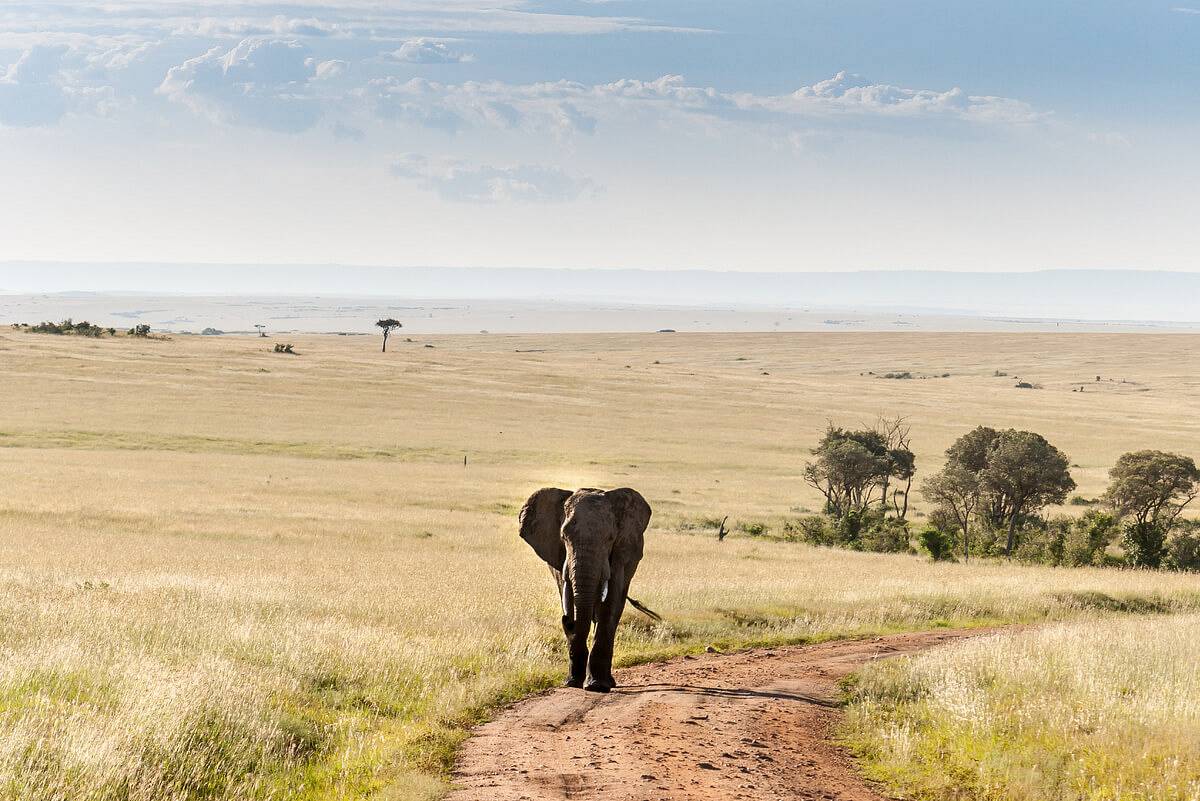 topmiejsca.com.pl - serengeti.jpg