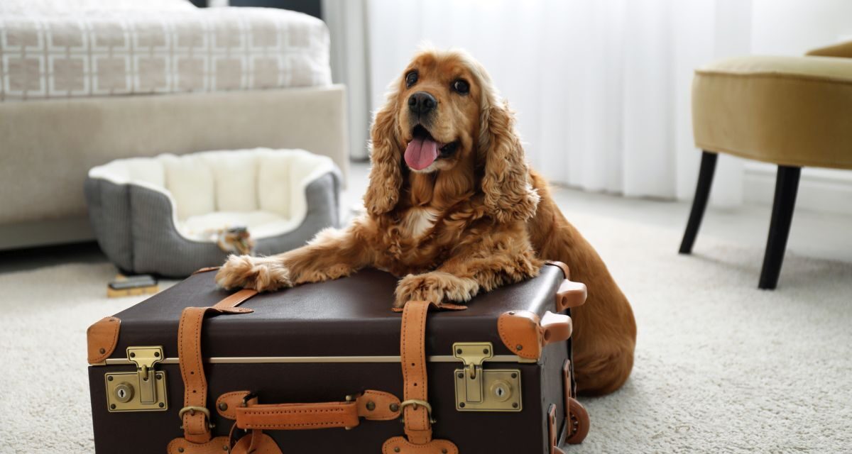 Czego oczekują goście od hoteli pet-friendly?