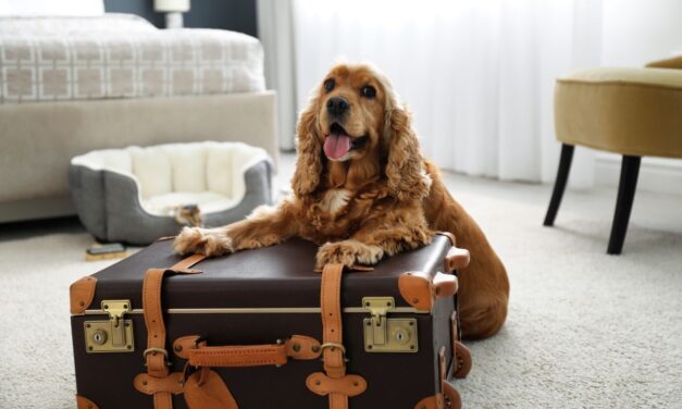 Czego oczekują goście od hoteli pet-friendly?